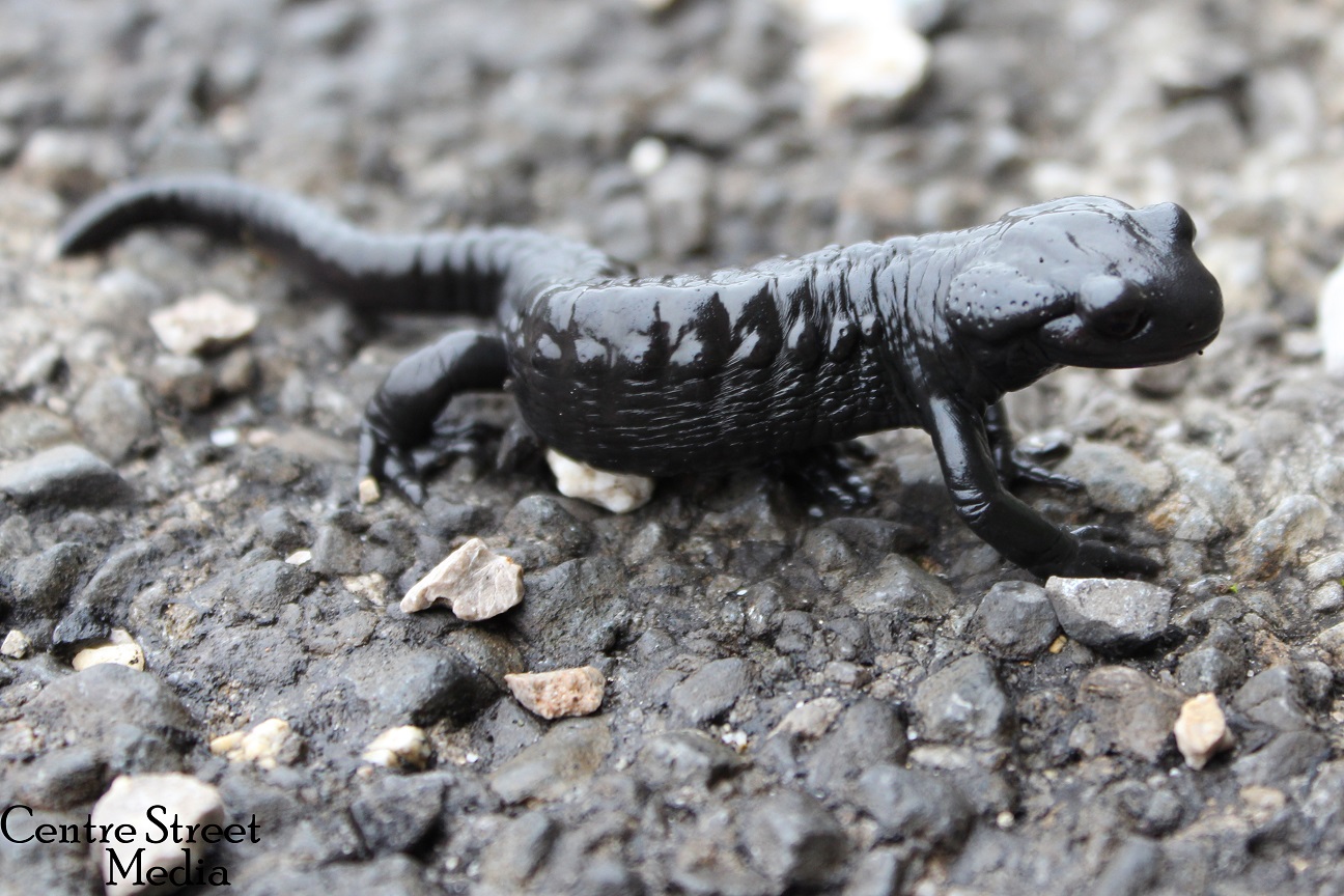 Alpine Salamander